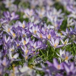 Crocus tommasinianu #2