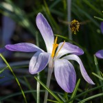 Crocus tommasinianu #1