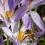 Crocus tommasinianu #3