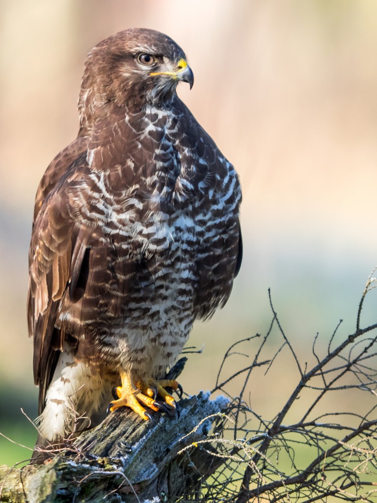 Bussard