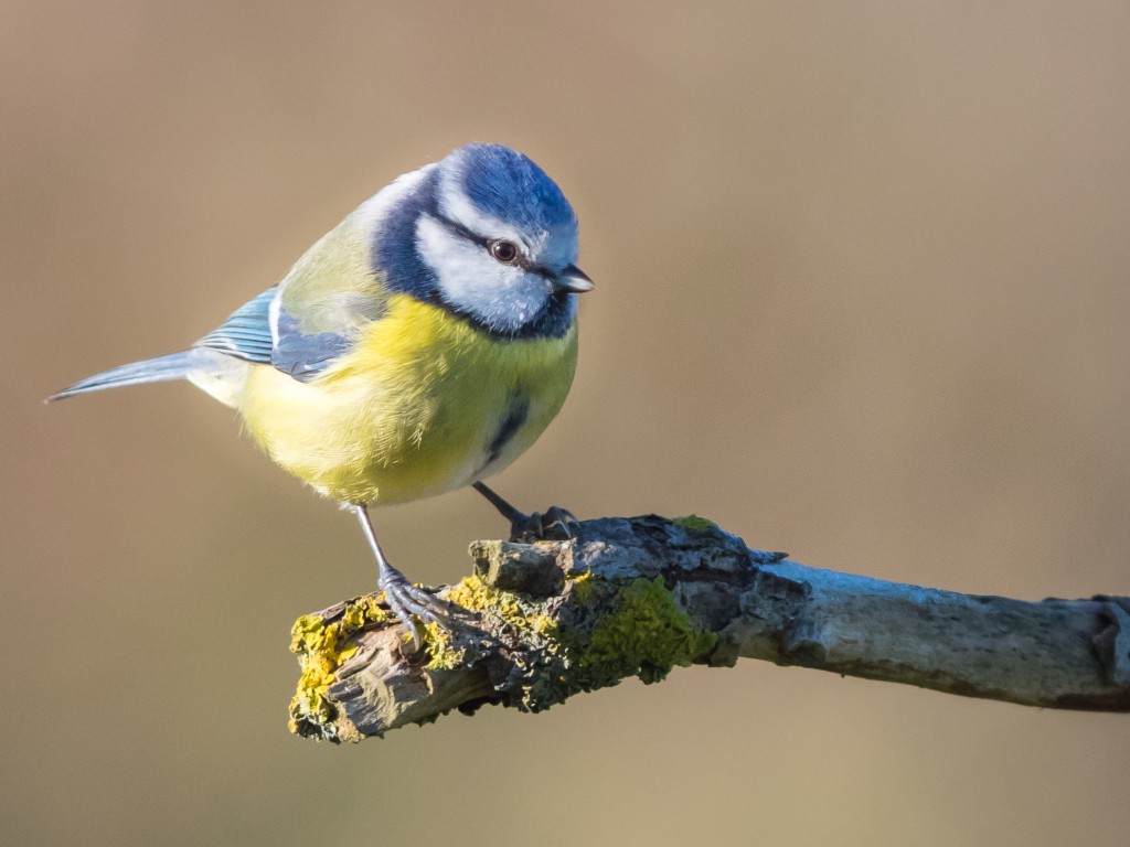Blaumeise