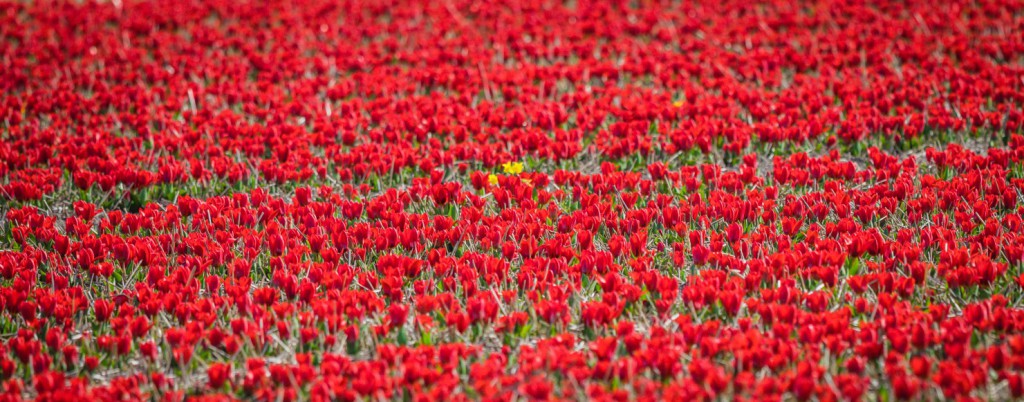 Tulpenfeld neben dem Keukenhof