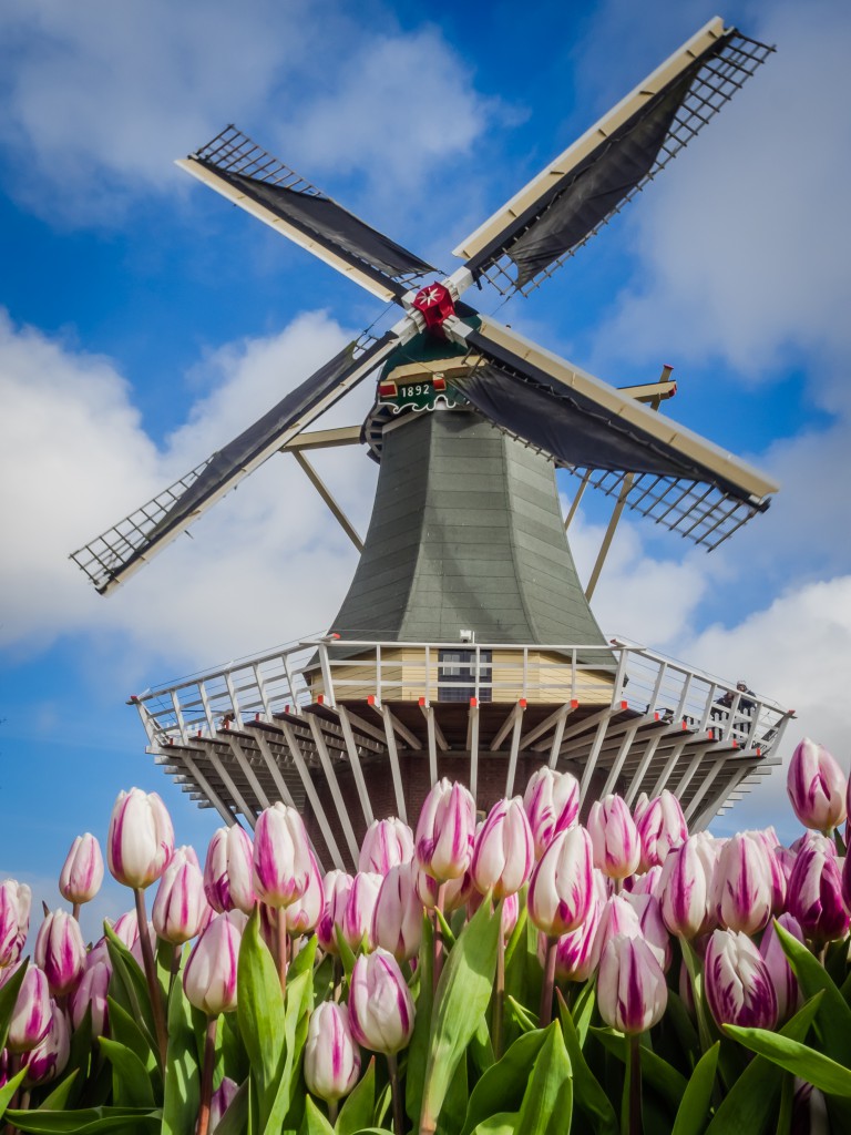 Windmühle auf dem Keukenhofgelände
