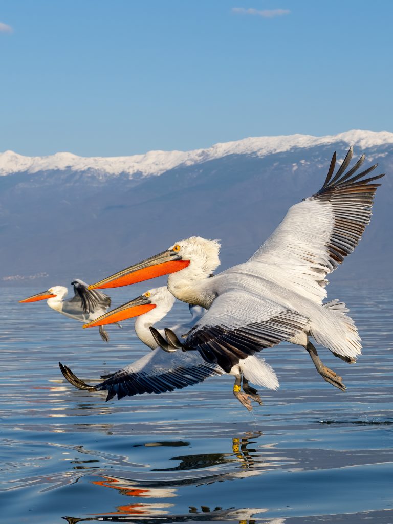 Kerkini 2023